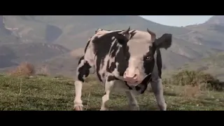 Kung Pow Cow fight scene