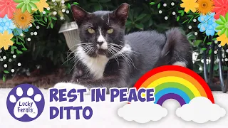 Rest In Peace Ditto 🐾 🌈 🐾 You Are Missed 🕊️ 💐 💕 Feline Oral Squamous Cell Carcinoma