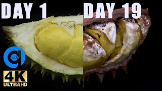 Durian Time Lapse After 19 Days - Rotting Fruit Time Lapse