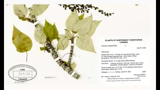 Plant Collections That Keep Growing: Inside the National Herbarium of Canada