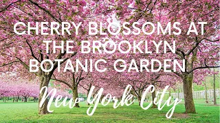 Cherry Blossoms at the Brooklyn Botanic Garden, Brooklyn, New York City