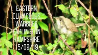 Eastern Olivaceous Warbler, Farlington Marshes, Hampshire 15/09/19