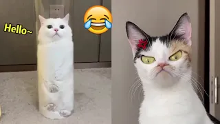 Best try not to laugh cats dogs Videos 🤣 - Dogs Cats Video | 😂 Try Not To Laugh