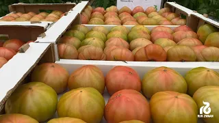Мануза F1 - крупноплодный розовый томат селекции Райк Цваан