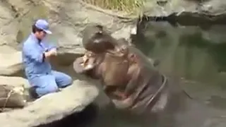 A Man Brushes Hippopotamus,s Teeth