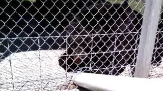 Feeding Black Bears at Paul Bunyan Animal Land