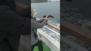 Releasing puffin from Vestmannaeyjar ferry (Dr. Puff)