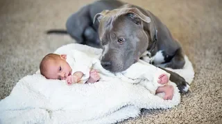 Er sagt seiner Frau, der Pitbull muss weg. Doch dann macht der Hund DAS und verändert damit alles!