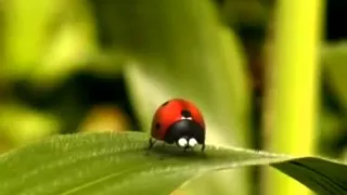 La vie privée des insectes - Catapulte