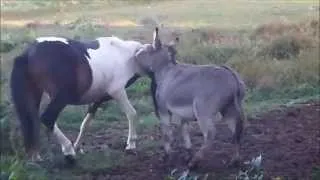 PONY and DONKEY DOING SOME AWESOME PLAYING!!!