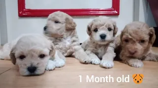 Toy Poodle 1 day to 60 days Transformation / Growth