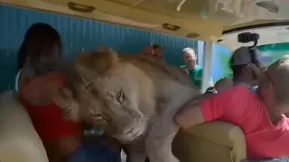 Lion climbs into safari car full of tourists in Crimea