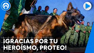 Muere Proteo, perrito rescatista mexicano, que ayudaba en Turquía; Sedena lamenta su partida