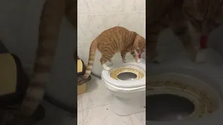 Томас Кот писает на унитаз (Tomas cat uses toilet)😂