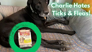 Tick Protection For You Buddy? Petlock Security Flea Repellent for Dogs #review #amazon #dogs