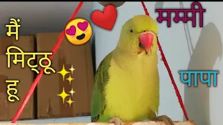 मम्मी पापा बोलने वाला तोता ll Parrot Talking ll #parrot #mitthu