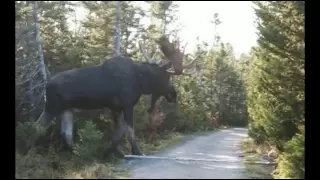 A Giant......Moose?