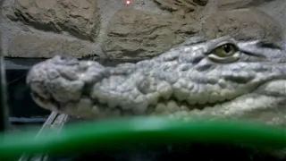 Нильский крокодил - готов к нападению.