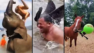 Ozzy Man Reviews: When Animals Fight Back #8