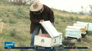 Κίνδυνος συρρίκνωσης για τη μελισσοκομία στον νομό Πέλλας | 29/11/2022 | ΕΡΤ