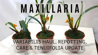 Maxillaria Orchids | Variabilis Haul, Tenuifolia Updates, Repotting & Care Info | Semi-Hydro