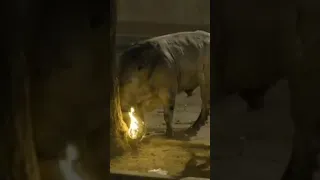 Shocking moment 'distressed' bull with horns on fire forced to perform in Puzol