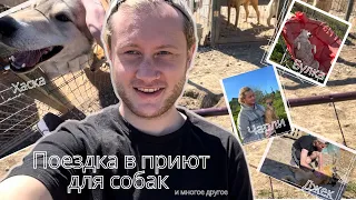 Наконец-то съездил в приют / Делаю права / Парик / Куча дел VLOG