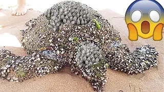 Rescue Sea Turtles, Removing Barnacles from Poor Sea Turtles Compilation