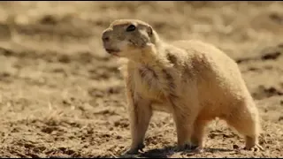 A prairie dog confronts a bull snake