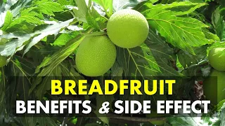 Breadfruit Benefits and Side Effects | Breadfruit Health Benefits