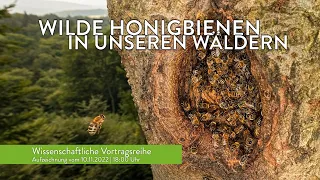 Wilde Honigbienen im Wald - Wissenschaftlicher Vortrag