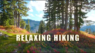 Walking Nature - Virtual Hike Near River through the Forest