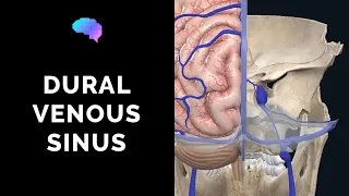 Dural Venous Sinuses (3D Anatomy Tutorial) | UKMLA | CPSA