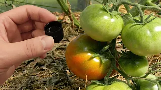 Томаты растут в 10 раз быстрее и дают большой урожай крупных томатов