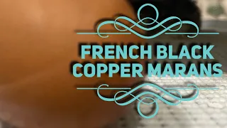 Watch French Black Copper Marans Hatching | Mimsy’s Garden