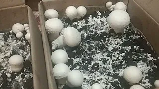 Розпаковка та початок вирощування грибів вдома - ГРИБНА КОРОБКА