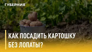 Как посадить картошку без лопаты? Дачные вопросы. Утро с Губернией. 04/06/2021. GuberniaTV