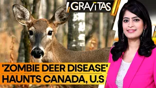 Gravitas | The spread of 'zombie deer disease': Should you be worried?