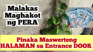 Pinaka MASWERTENG HALAMAN na dapat ipwesto Sa Entrance Door na MAGPAPAYAMAN Sayo🟣PAMPASWERTE SA 2024