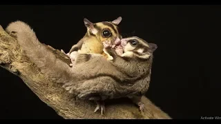 Sugar Glider 💖 Cute and Funny Sugar Glider Videos Compilation 💖 Animals Funny