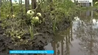 Вести-Хабаровск. Дачи утонули