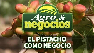 El pistacho como negocio