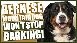 How To Stop Your BERNESE MOUNTAIN DOG Barking