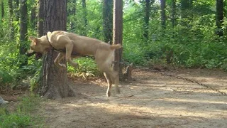 How to set up a chain to properly tether a dog