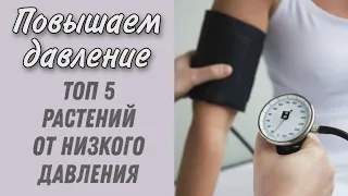 Как повысить давление? Топ 5 лекарственных растений от низкого давления