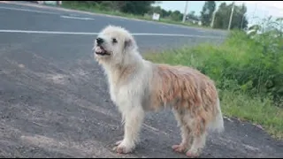 Final Surpreendente. Cão reencontra família após 4 anos de espera à beira de estrada