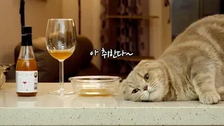 Cats Get Drunk by Drinking Cat Wine