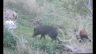 Bowhunting Australia WILD BOAR and GOATS