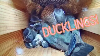 Wood Duck Hatch and Jump Video: Agatha's Box (In box footage!)