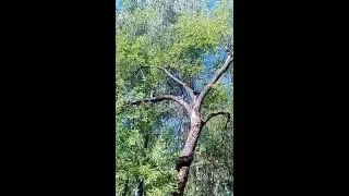 Ворона и коты на дереве (драка)